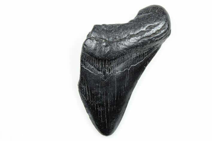 Partial, Fossil Megalodon Tooth - South Carolina #171083
